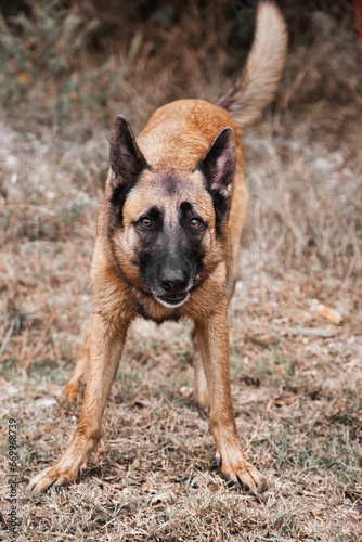 Malinois