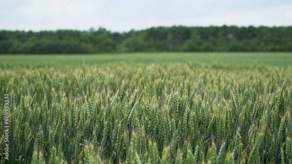 Wheat Field. Ears of wheat close up. Wheat Field. Ears of wheat close up.