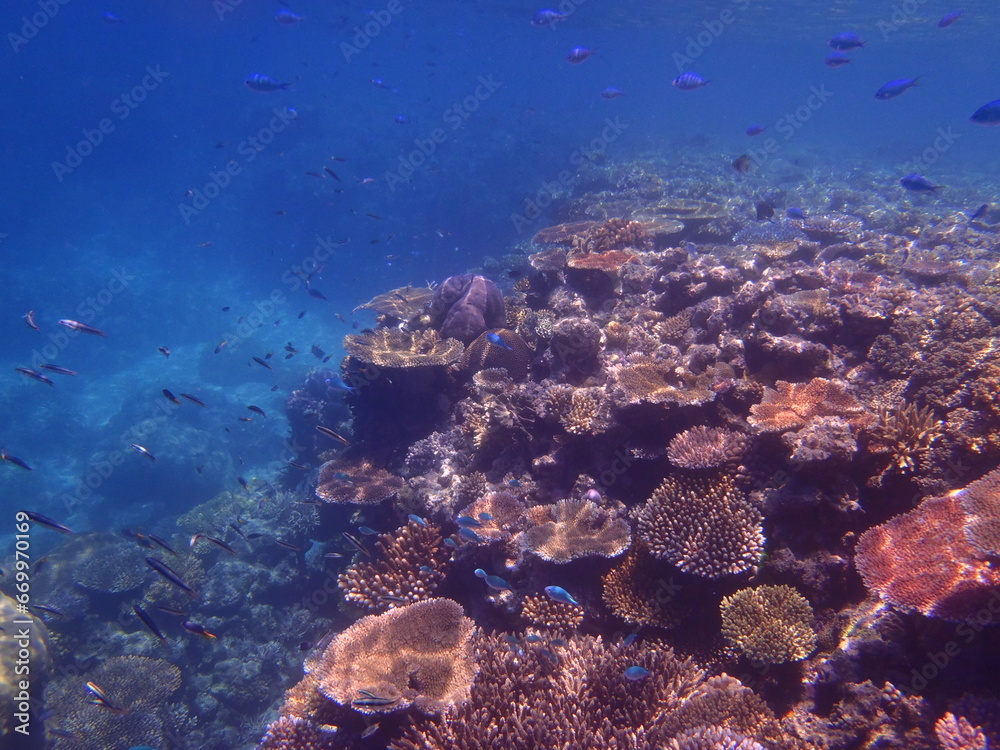 Fototapeta premium OLYMPUS DIGITAL CAMERA