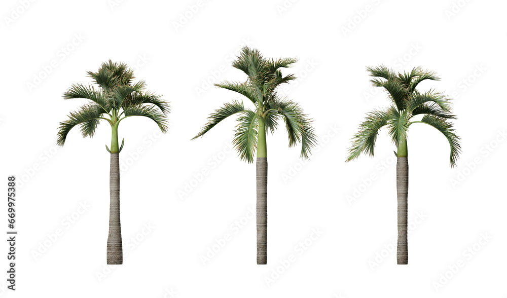Hyophorbe Lagenicaulis or bottle palm tree isolated on transparent background