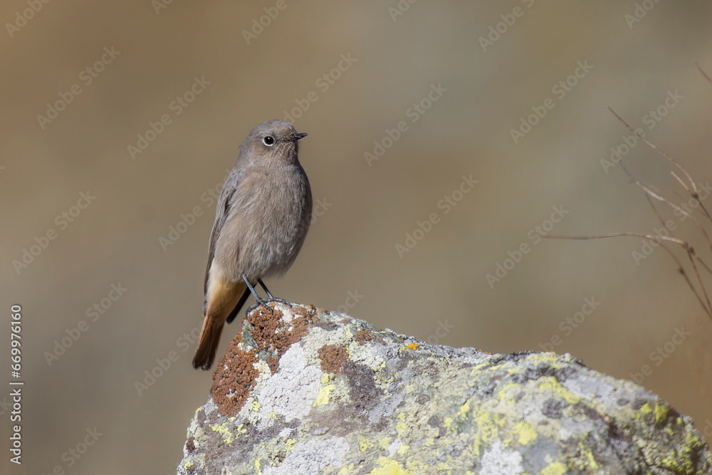 The black redstart (Phoenicurus ochruros) , or often simply redstart posing on a rock. Female. Horizontal. Italy, Alps Mountains.