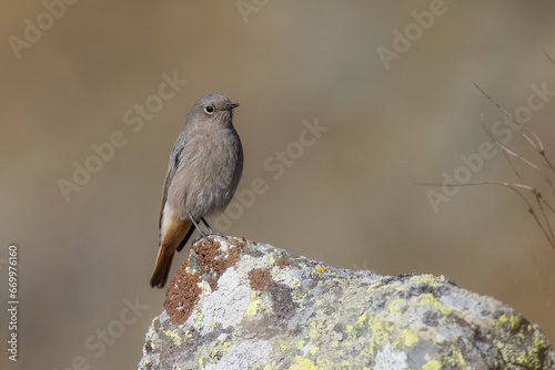 Obraz na płótnie The black redstart (Phoenicurus ochruros) , or often simply redstart posing on a rock. Female. Horizontal. Italy, Alps Mountains. w salonie