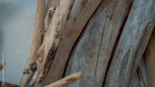 moving background of untreated tree trunks