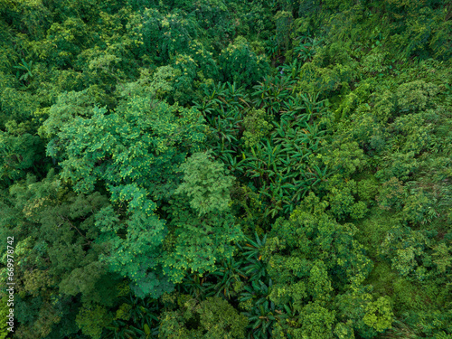 Aerial view of tropical forest in summer