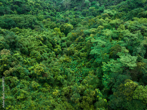 Aerial view of tropical forest in summer © lzf