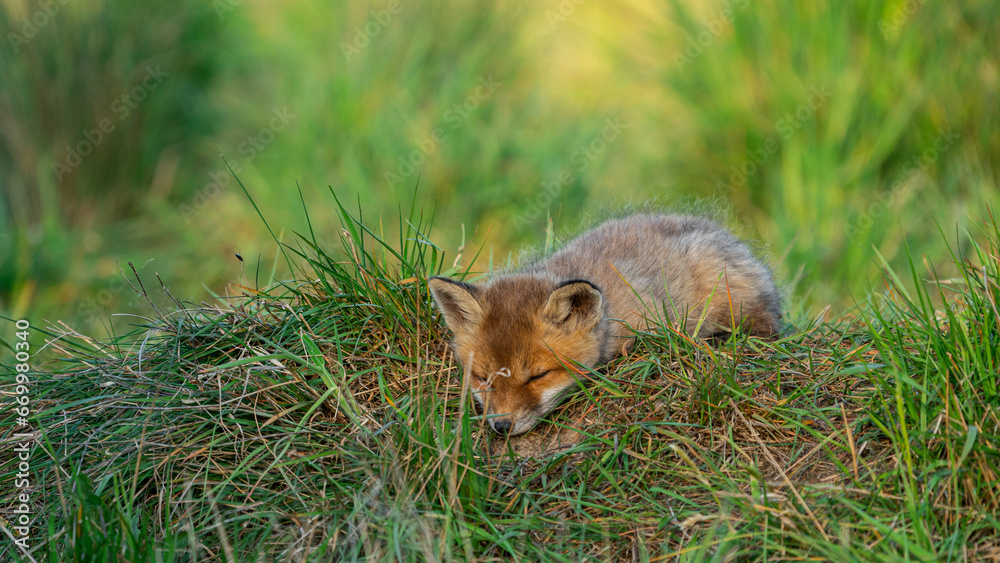 Young Red Fox (Vulpes vulpes) sleeping on the grass near den Young Red Fox (Vulpes vulpes) sleeping on the grass near den