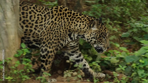 jaguar tiger walking in the forest
