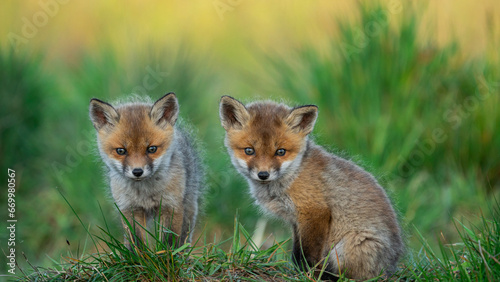 Red Fox cubs (Vulpes vulpes)