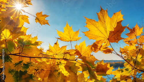 autumn golden touch vibrant maple leaves nature canvas bright day maple in sunshine