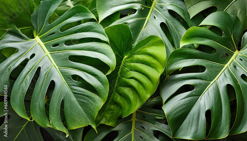 tropical leaves of monstera philodendron plant background