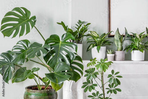 Indoor plants variete in the room with light green walls and mock up photo frame, indoor garden concept photo