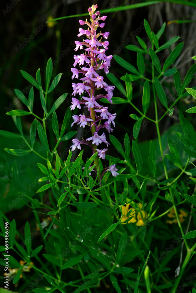 Mücken-Händelwurz // Fragrant orchid (Gymnadenia conopsea) Mücken-Händelwurz // Fragrant orchid (Gymnadenia conopsea)