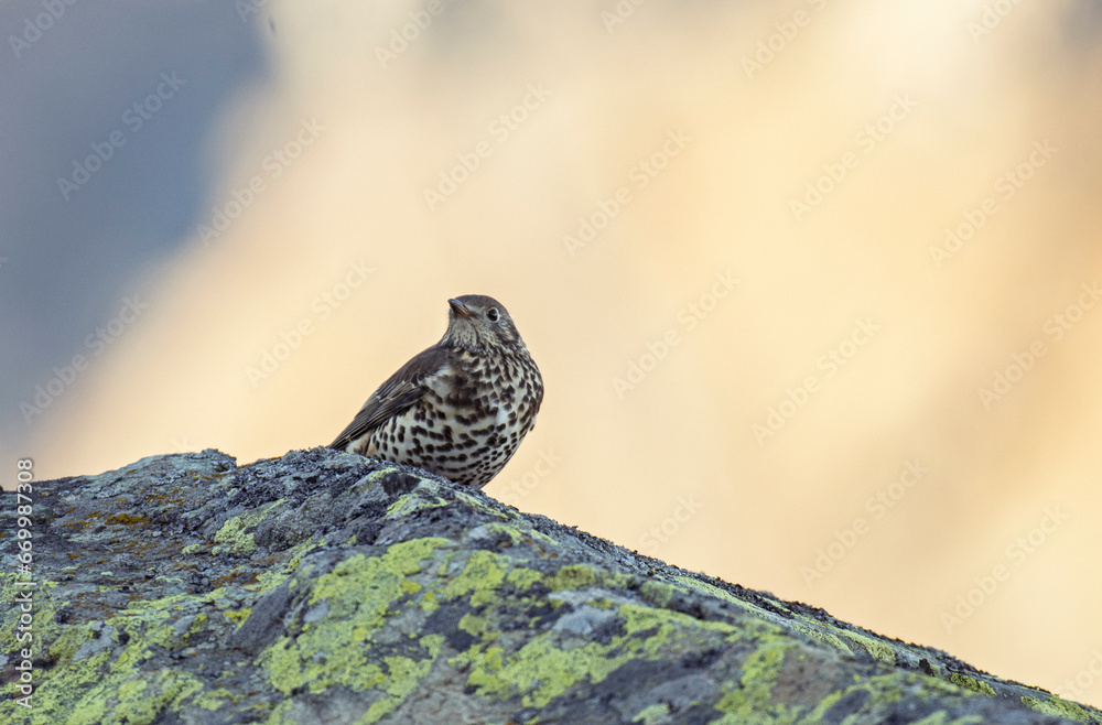 The mistle thrush (Turdus viscivorus), also spelled missel thrush, perching on a rock at sunset with sunny background. Alps, Italy