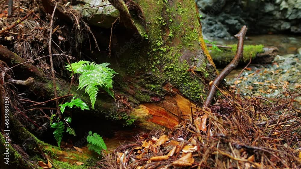 Rain, lush forest, green fern leaves glowing green Rain, lush forest, green fern leaves glowing green