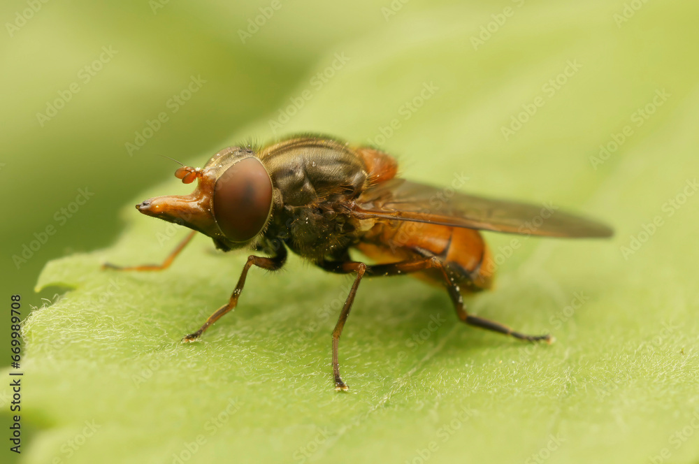 Closeup on a red Common Snout-hoverfly, Rhingia campestris sitting on a green leaf Closeup on a red Common Snout-hoverfly, Rhingia campestris sitting on a green leaf