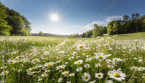 beautiful meadow with blooming daisies against a blue sky with sun in natural park in summer sunshine