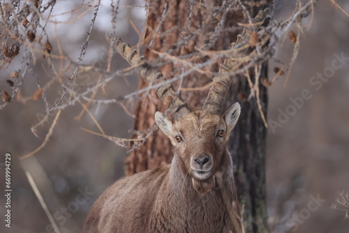 Young ibex among the larches