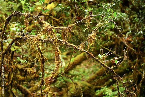 Mosses and all the Details of the Primitive Forest in Son La, Northern Vietnam