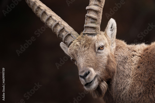Young ibex poses for a selfie