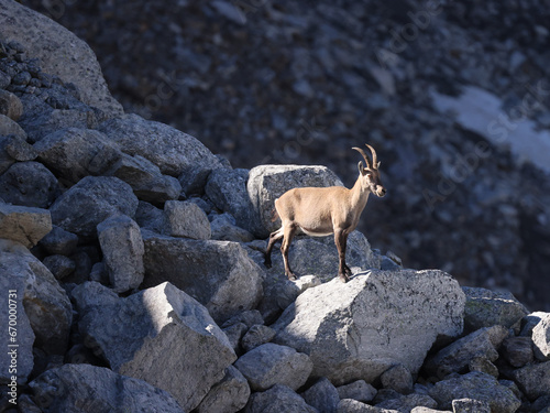 Mother ibex on the rocks of a glacier