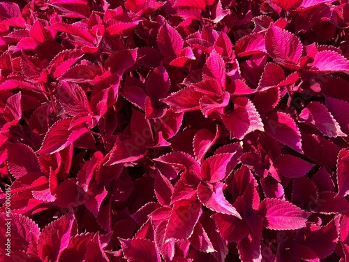 Close up of vivid red foliage coleus leaves background