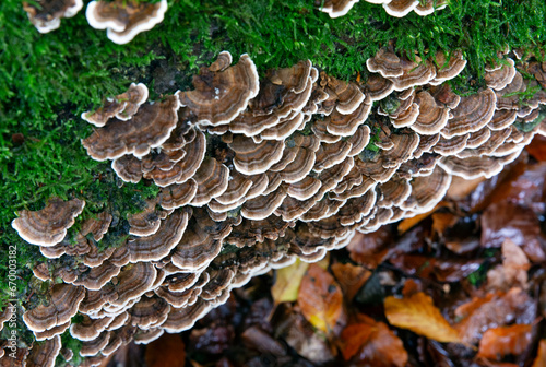 Fungus. Mushroom and moss on dead tree stem in Forest in fall at Roden Drente Mensinge Estate Netherlands. Landgoed Mensinge. Autumn. Fall 