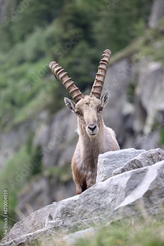 Ibex observes the photographer