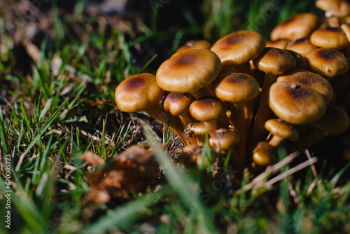 A family of brown mushrooms on a lawn in the forest