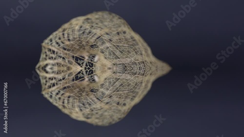 Physalis peruviana from dried as a skellet but decorative photo