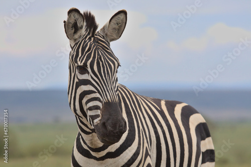closeup of common zebra looking alert in the wild savannah of the masai mara  kenya  with sky in background