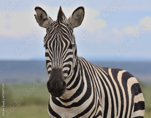 front profile closeup portrait of plains zebra standing alert in the wild savanna of the masai mara  kenya