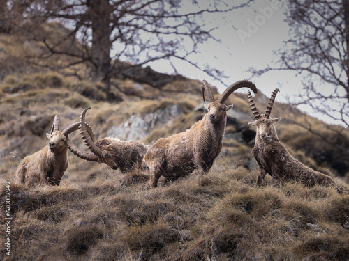 Four ibexes strike a pose
