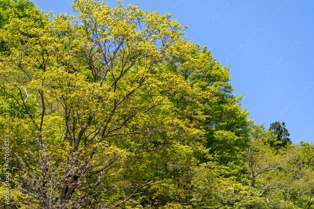 芽吹き始めた躍動感あふれる早春の森 芽吹き始めた躍動感あふれる早春の森