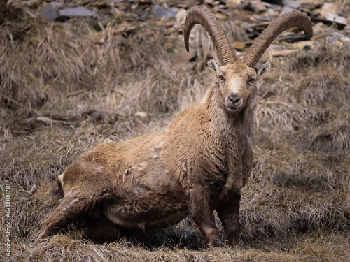 Adult ibex