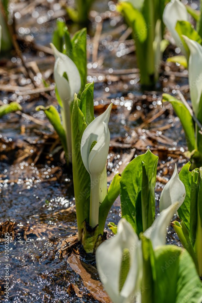 Obraz premium ミズバショウが咲く春の城端・縄ヶ池