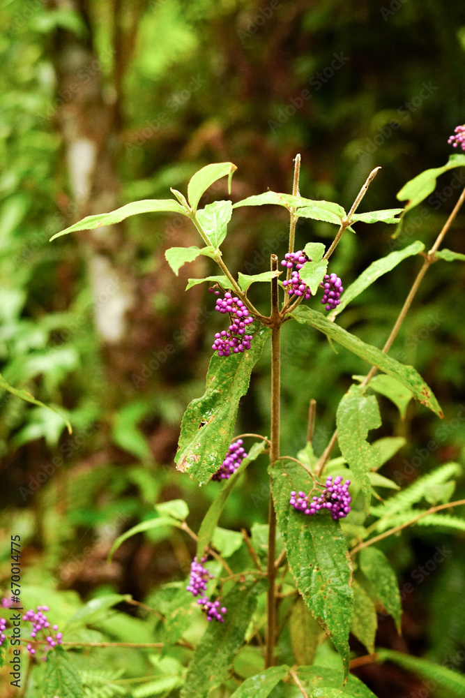 Callicarpa longifolia in highland Northern Vietna, Southeast asia Callicarpa longifolia in highland Northern Vietna, Southeast asia