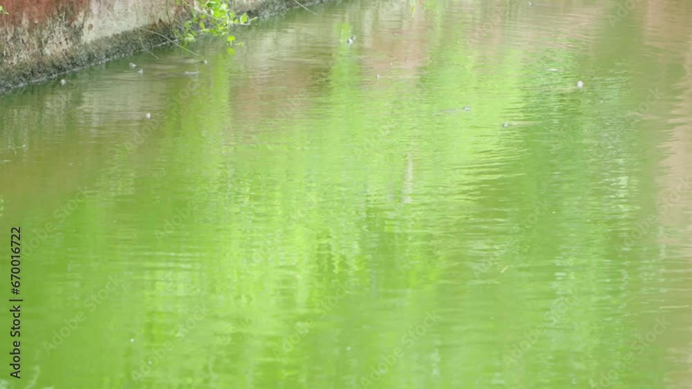 Some turtles swim in the pond Some turtles swim in the pond