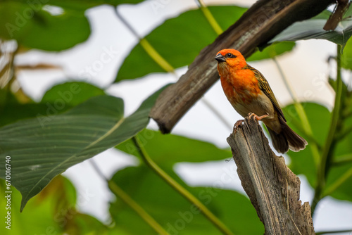 Red Fody - Foudia madagascariensis, beautiful colored perching bird from Madagascar forests and woodlands.
