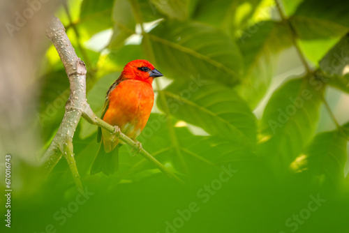 Red Fody - Foudia madagascariensis, beautiful colored perching bird from Madagascar forests and woodlands.