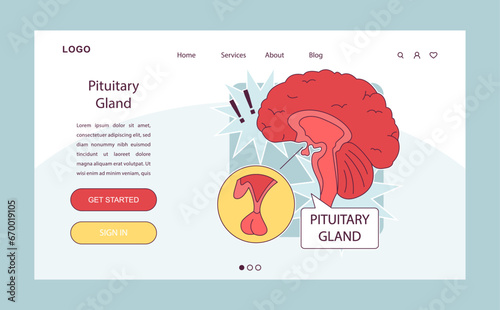 Pituitary gland anatomy. Human endocrine system, brain and hypothalamus concept. Connection of the internal organs with anterior and posterior pituitary gland hormones isolated vector illustration photo