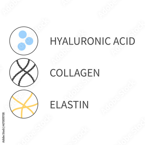 Molecule cells of collagen, elastin and hyaluronic acid. Skin tissue elements diagram. Anti-age treatment. Beauty and wellness concept. Linear vector illustration.