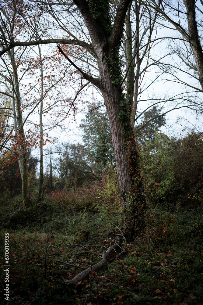 Pine Tree on the Forest Path's Edge on an Overcast Morning Pine Tree on the Forest Path's Edge on an Overcast Morning
