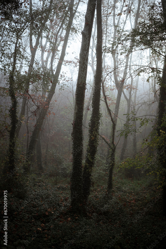 Fototapeta premium Alder Forest with Vegetation-Covered Ground, Misty Day with Ivy-Covered Trunks