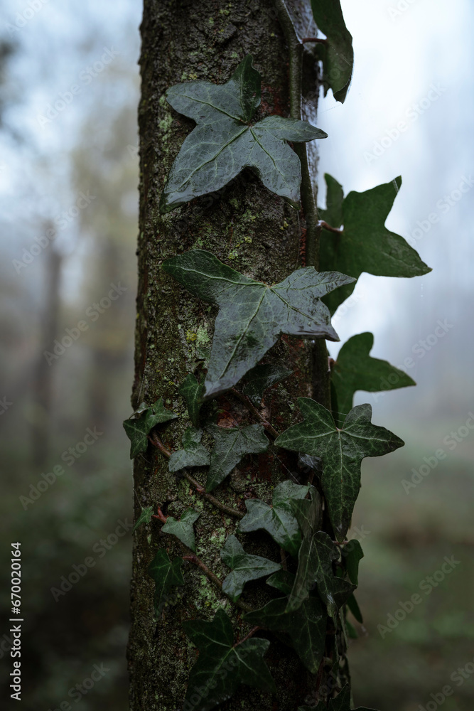 Obraz premium Ivy Detail on Oak Tree Trunk in the Heart of the Forest, Background with Vegetation, Humid Morning
