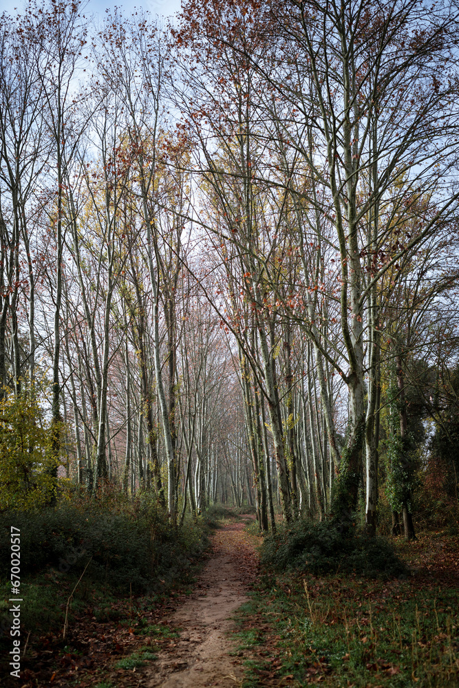 Alder Forest Trail on a Moist Morning