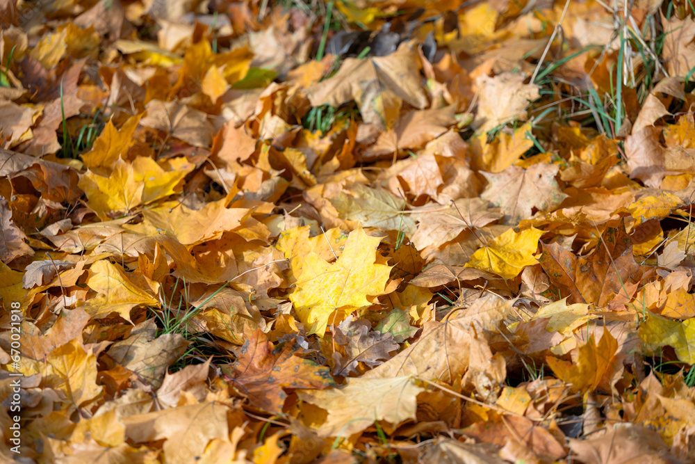 background of yellow leaves