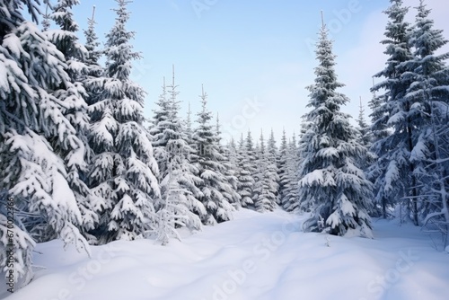 pine trees laden with snow in winter