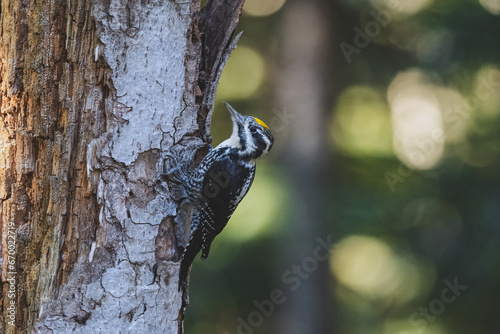Eurasian three-toed woodpecker pecking at a tree