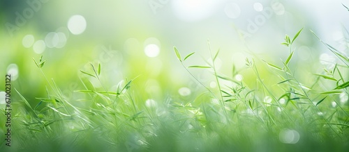 Shallow depth of field in abstract green foliage background with summer grass