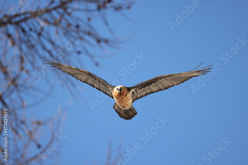 Bearded vulture